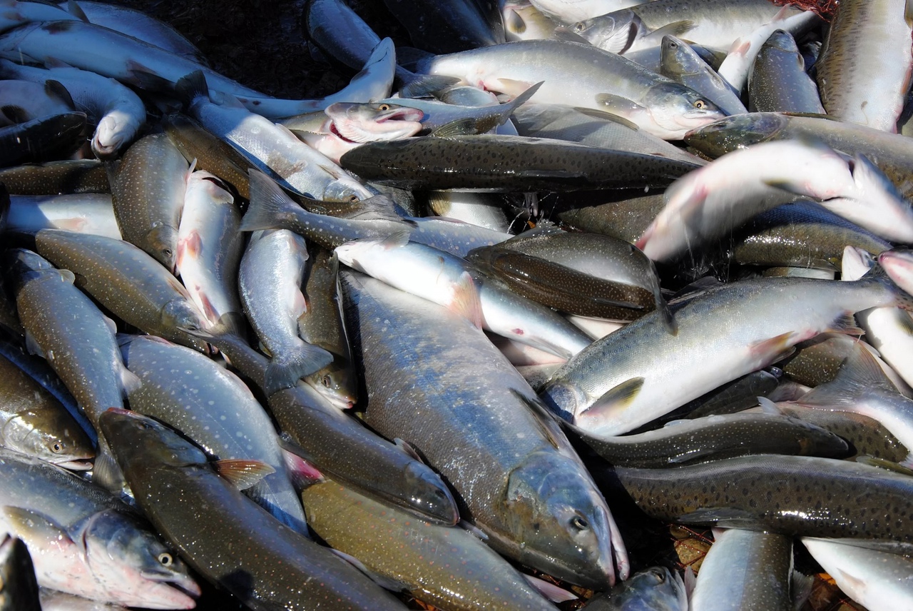 Лососевых рыб отечественные рыбаки выловили больше всех в мире