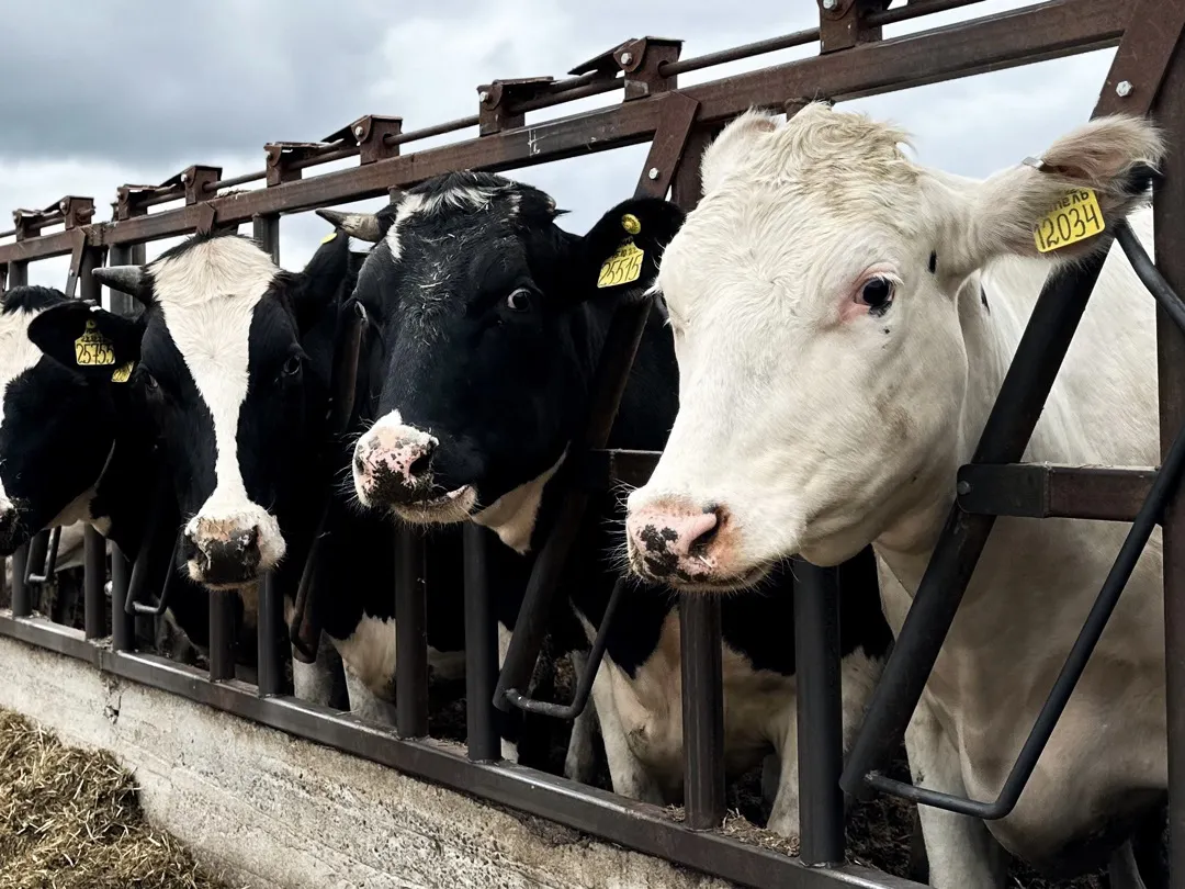 Самым «молочным» регионом оказался Татарстан